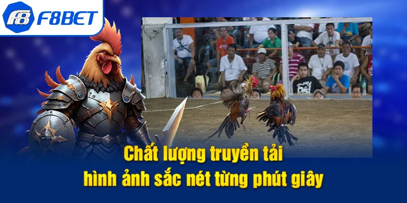 chất lượng hình ảnh đá gà f8bet